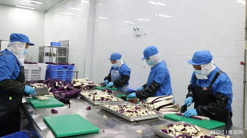 貴陽農產品物流園鮮凍蔬菜加工項目投產 提升產業鏈效率，助力鄉村振興