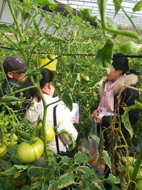 筑牢舌尖安全防線 耀州區農檢中心強化農產品質量監管紀實